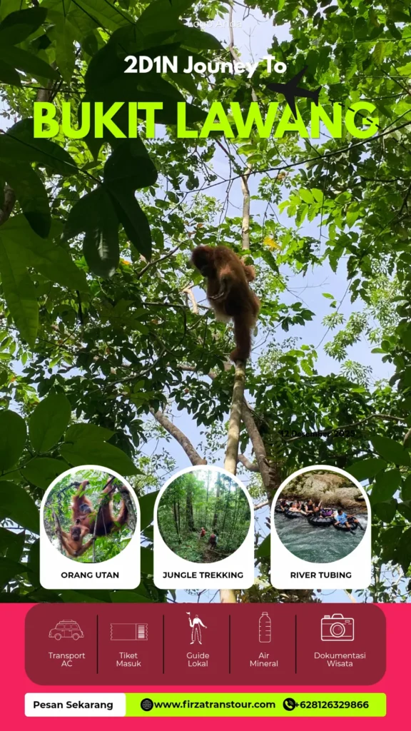 Paket tour bukit lawang medan