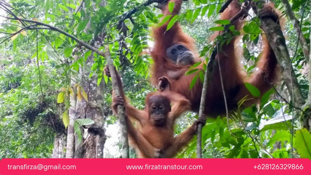 Paket tour bukit lawang medan