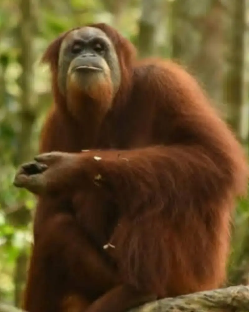 Orang utan bukit lawang medan