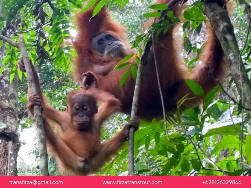 Paket tour bukit lawang medan