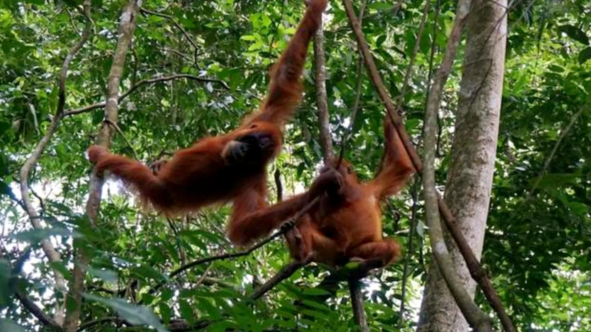 Paket Tour Bukit Lawang 2 Hari 1 Malam